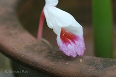 Boesenbergia tiliifolia